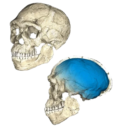 Two views of a reconstructed early Homo sapiens skull from Jebel Irhoud, one shown with the braincase highlighted in blue.
